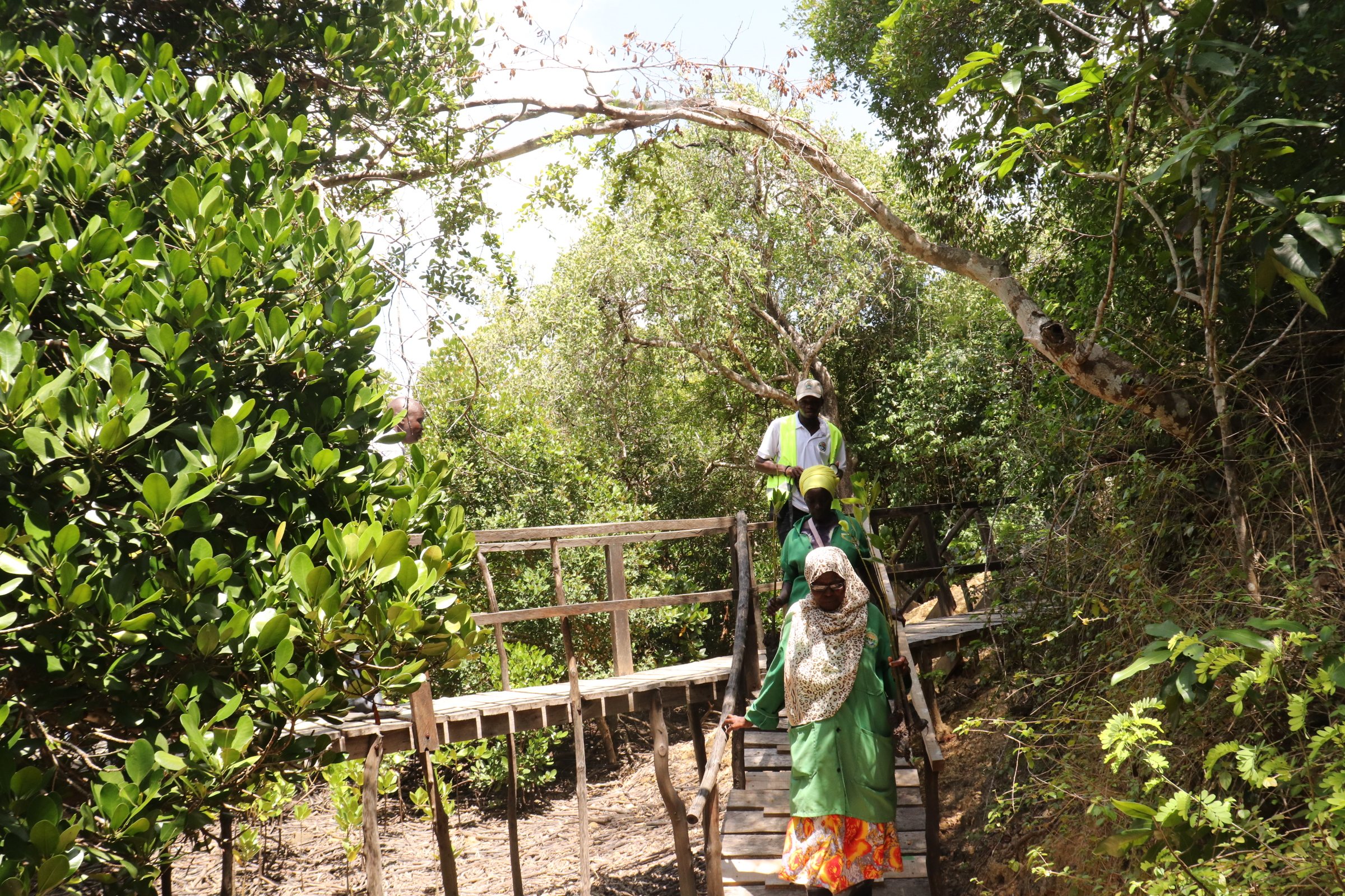 Volunteers walking a boardwalk through lush mangrove forest on the Kenyan coast